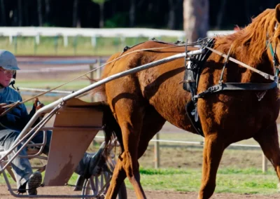 hippodrome-hyeres-centre-entrainement-chevaux-2