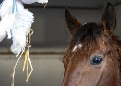 hippodrome-hyeres-centre-entrainement-chevaux-4