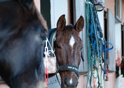 hippodrome-hyeres-centre-entrainement-chevaux-6